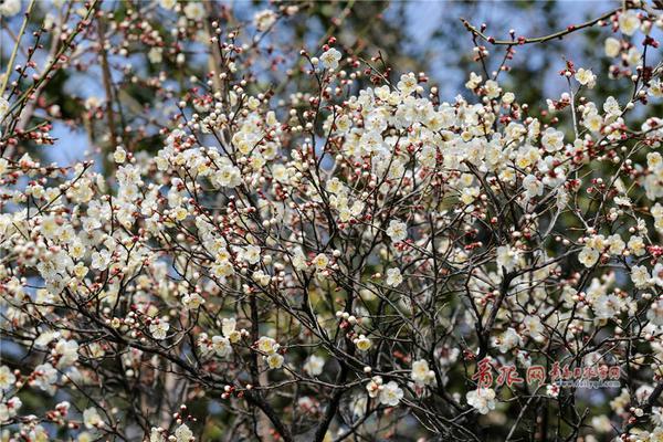 极限竞速地平线5危险标志用什么车比较好